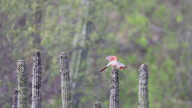 ørkenkardinal - ML219746411