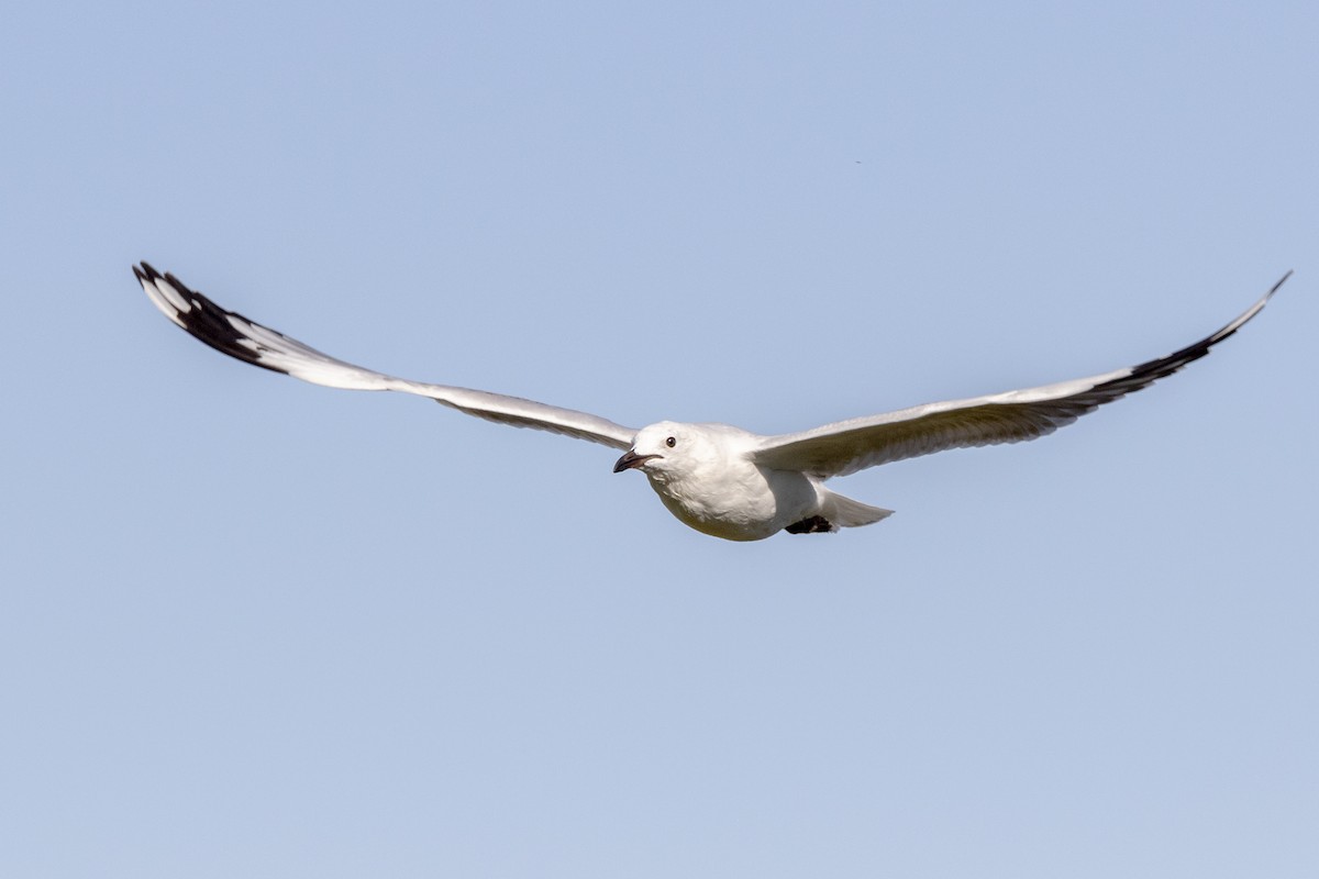 Gaviota Plateada (australiana) - ML219746421