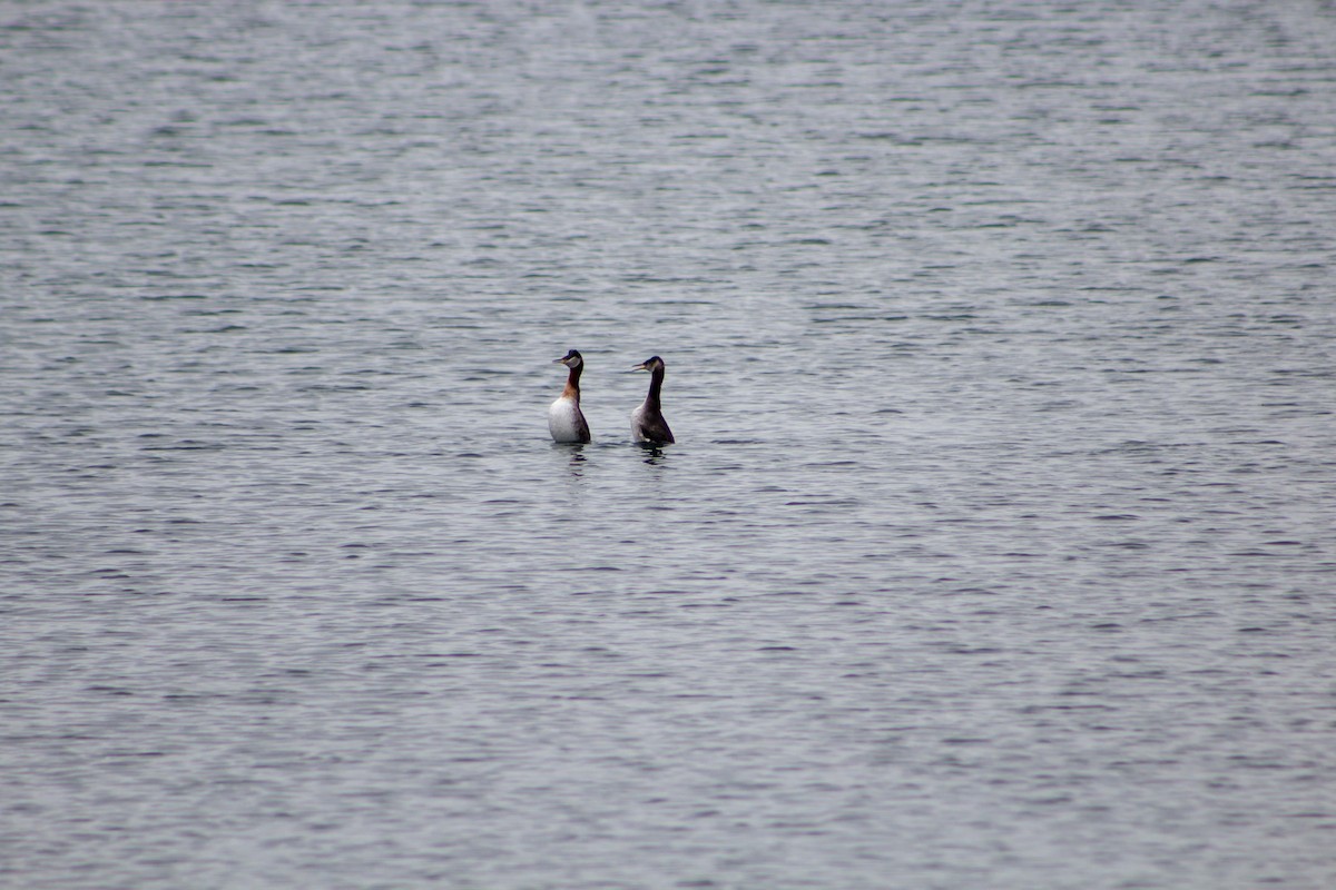 Red-necked Grebe - ML219746491