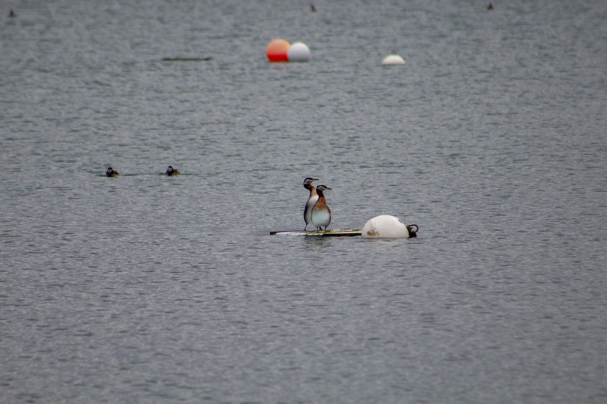 Red-necked Grebe - Zifang Xiong