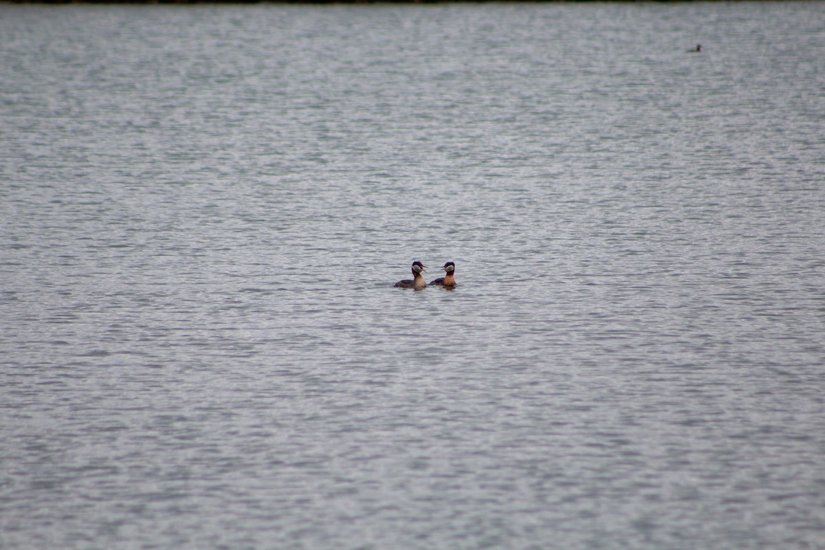 Red-necked Grebe - ML219746511