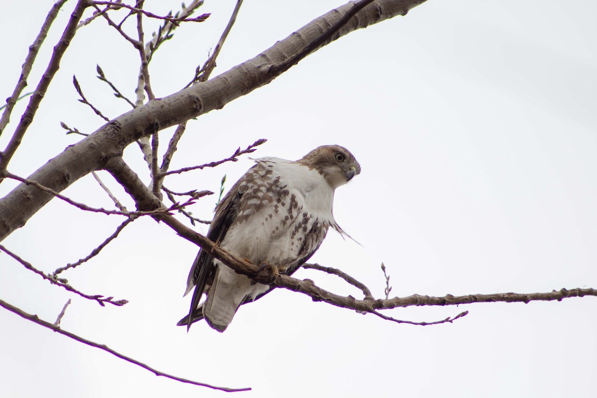 Red-tailed Hawk - ML219746571