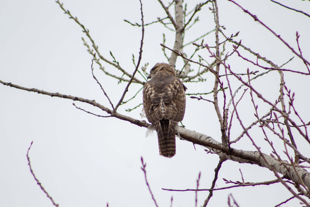 Red-tailed Hawk - ML219746581