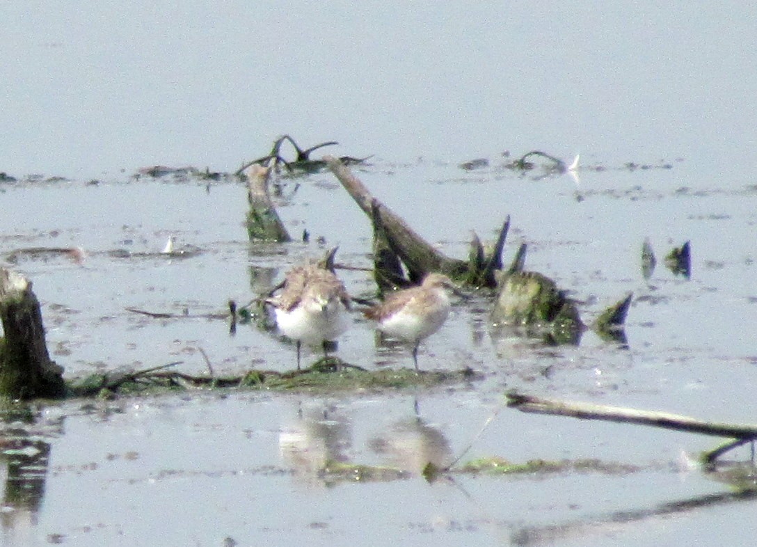 Little Stint - ML21974751