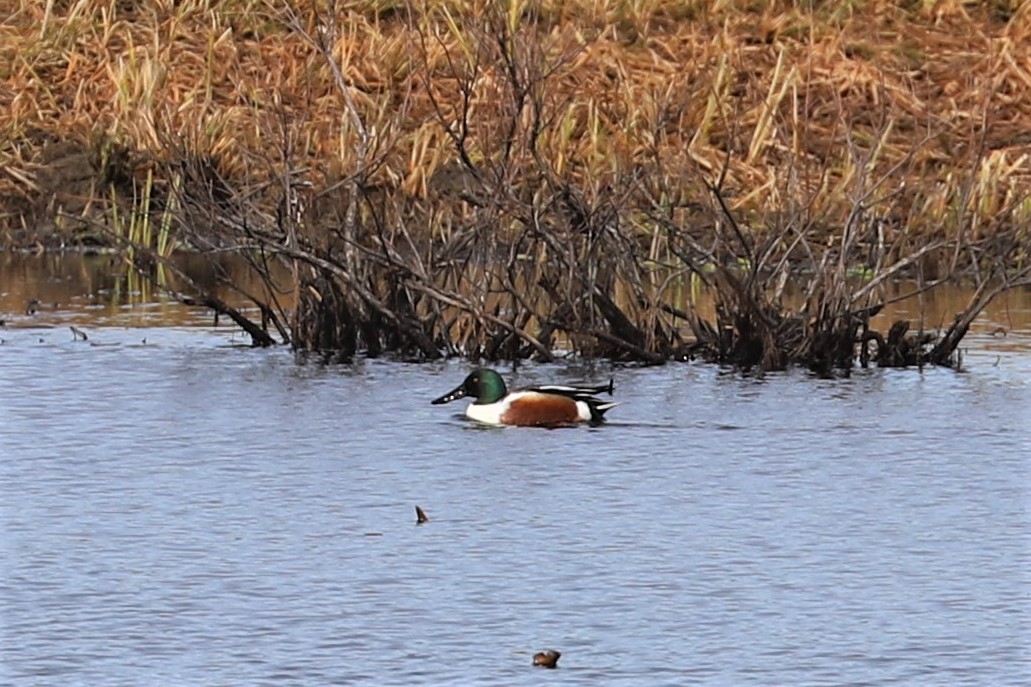 Northern Shoveler - Zekiel Cornell