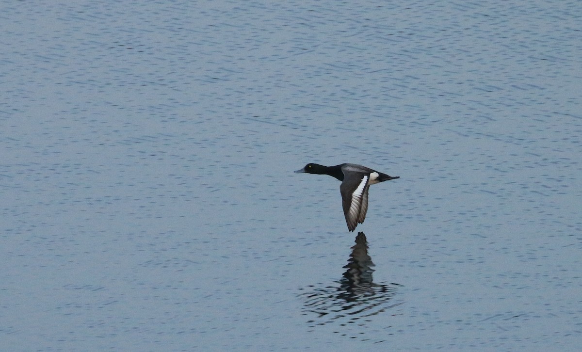 Greater Scaup - ML219749231