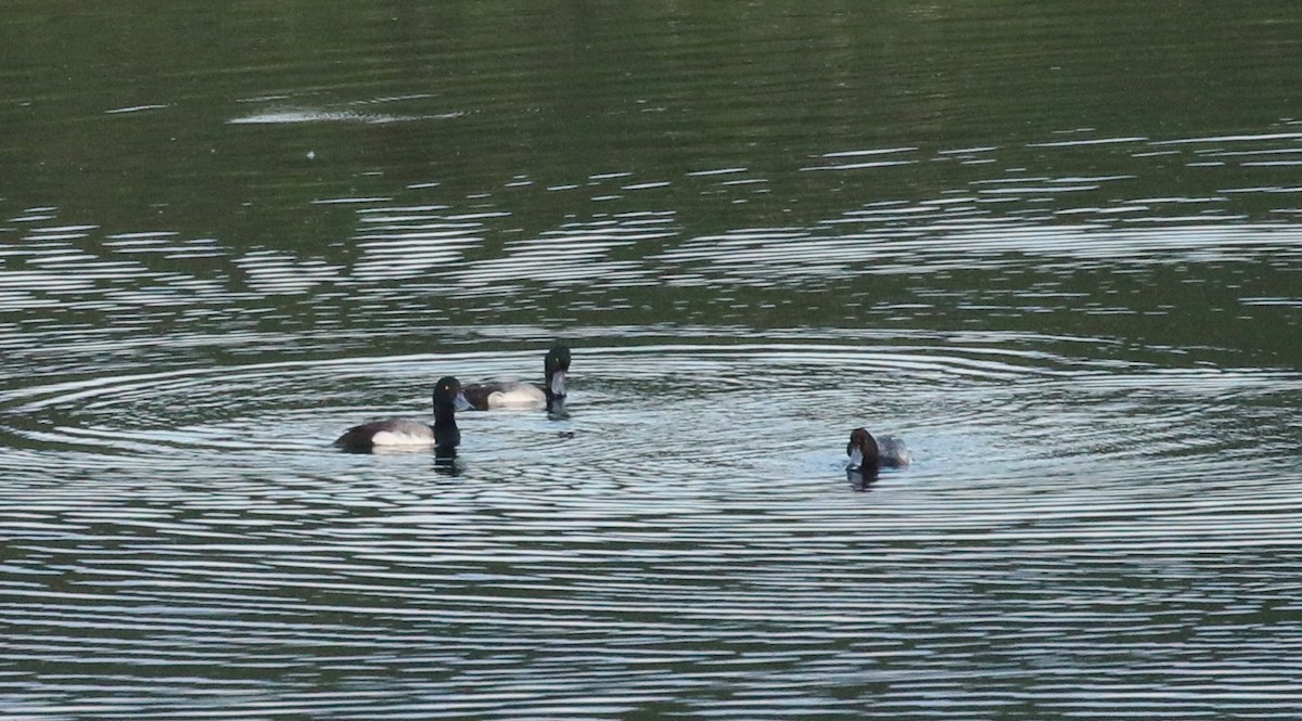 Greater Scaup - ML219749241