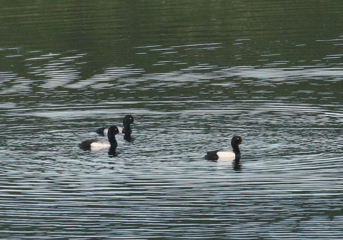 Greater Scaup - ML219749251