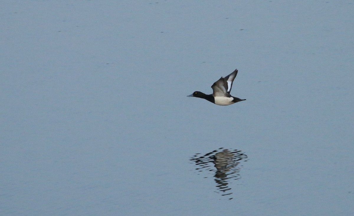 Greater Scaup - ML219749261