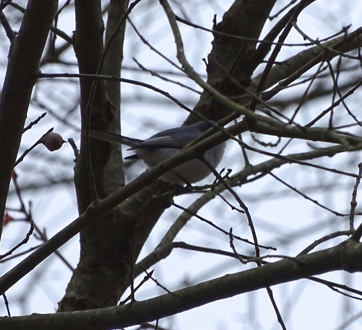 Blue-gray Gnatcatcher (caerulea) - ML219749301