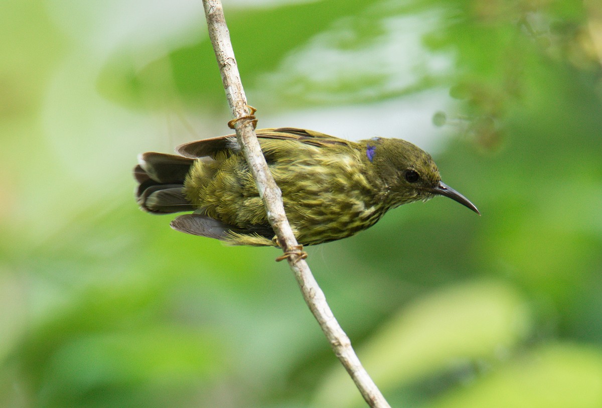 Purple-naped Spiderhunter - ML219749711