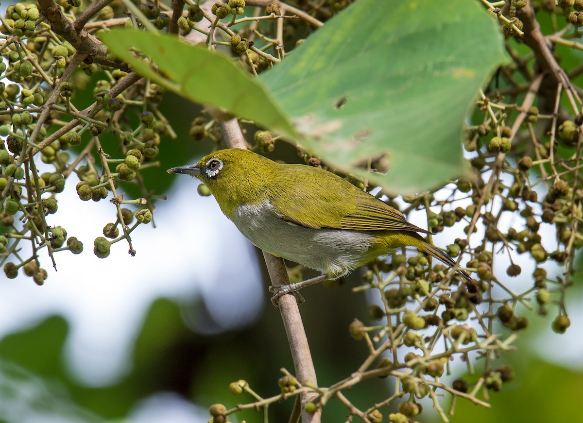 Hume's White-eye - ML219749861