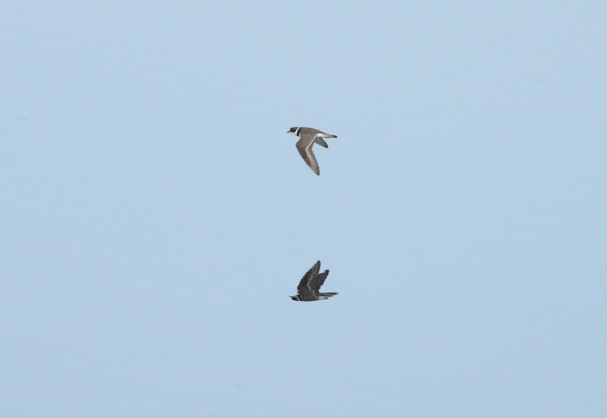 Semipalmated Plover - ML219749881