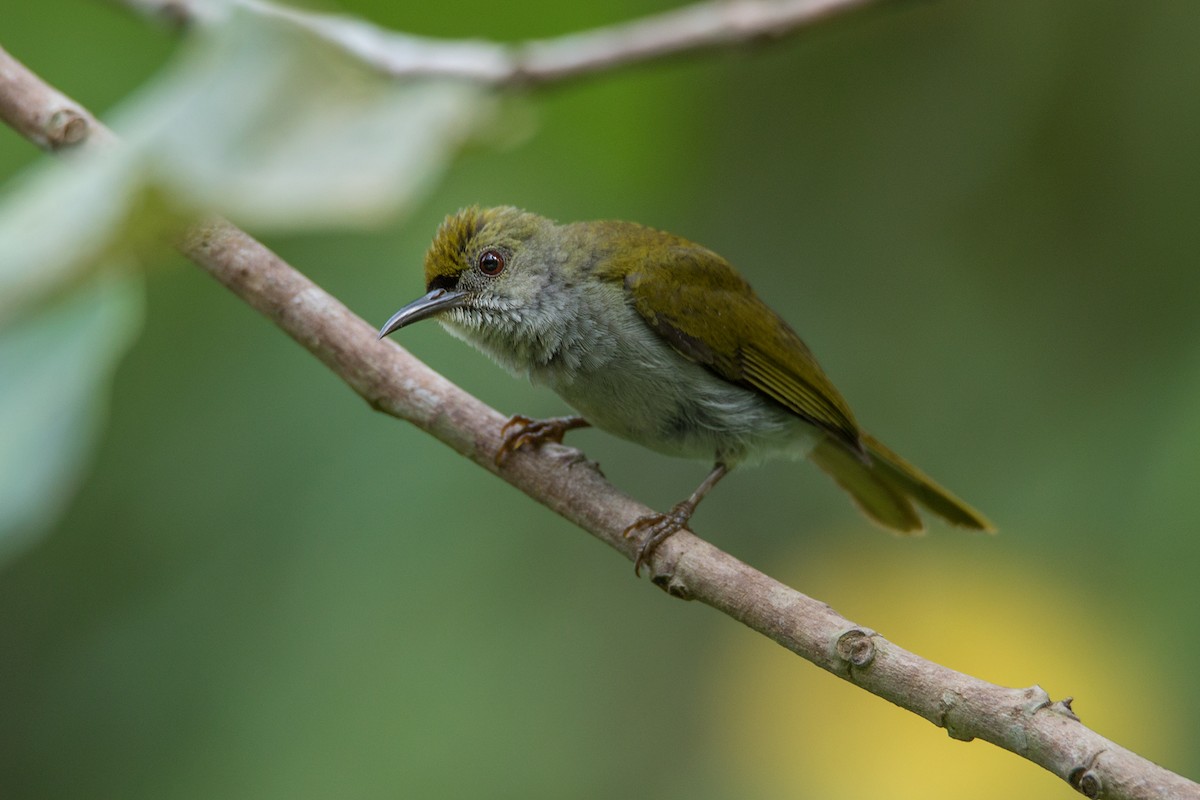 Plain Sunbird - Wich’yanan Limparungpatthanakij