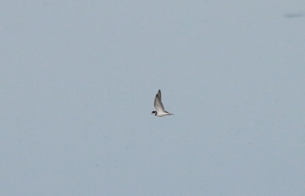 Semipalmated Plover - ML219750101