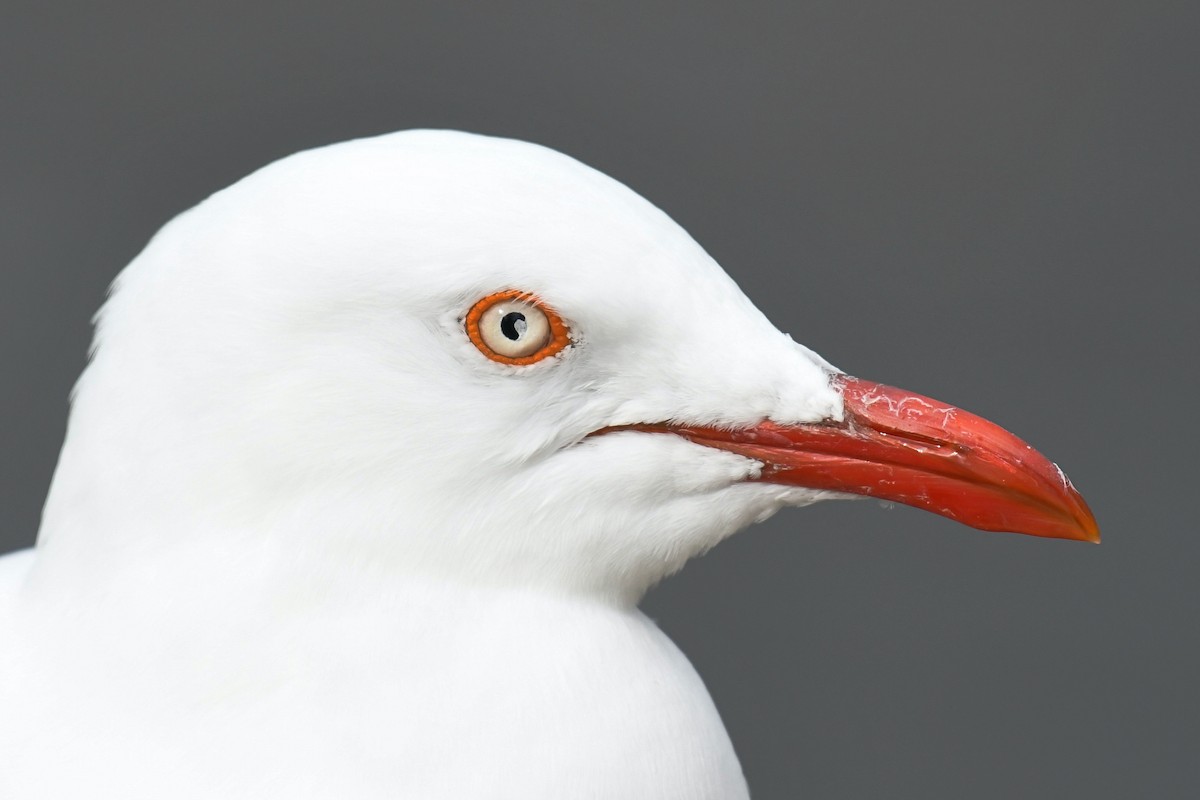 Gaviota Plateada (australiana) - ML219750141