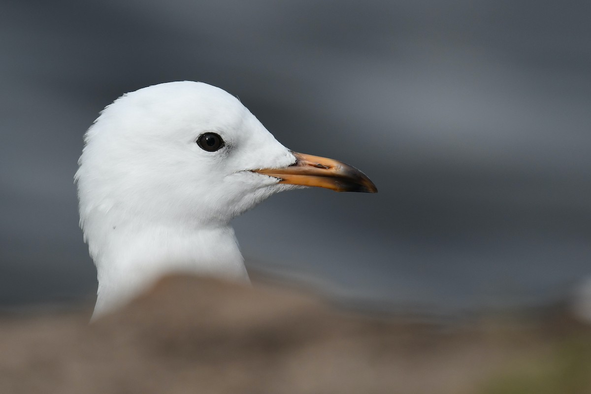 Silberkopfmöwe (novaehollandiae/forsteri) - ML219750151