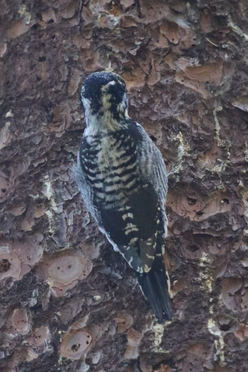 American Three-toed Woodpecker - ML219750221