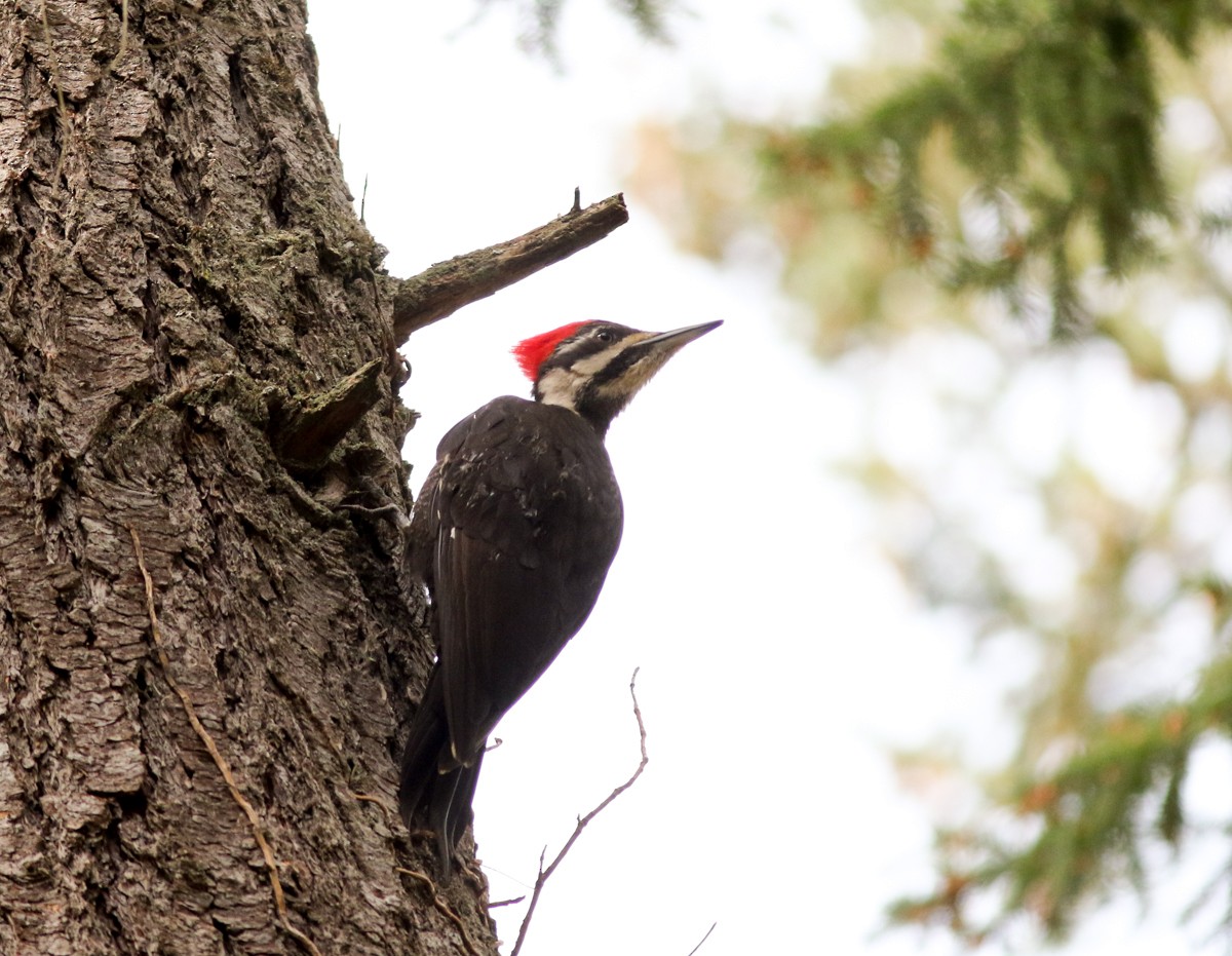 Pileated Woodpecker - ML219750431