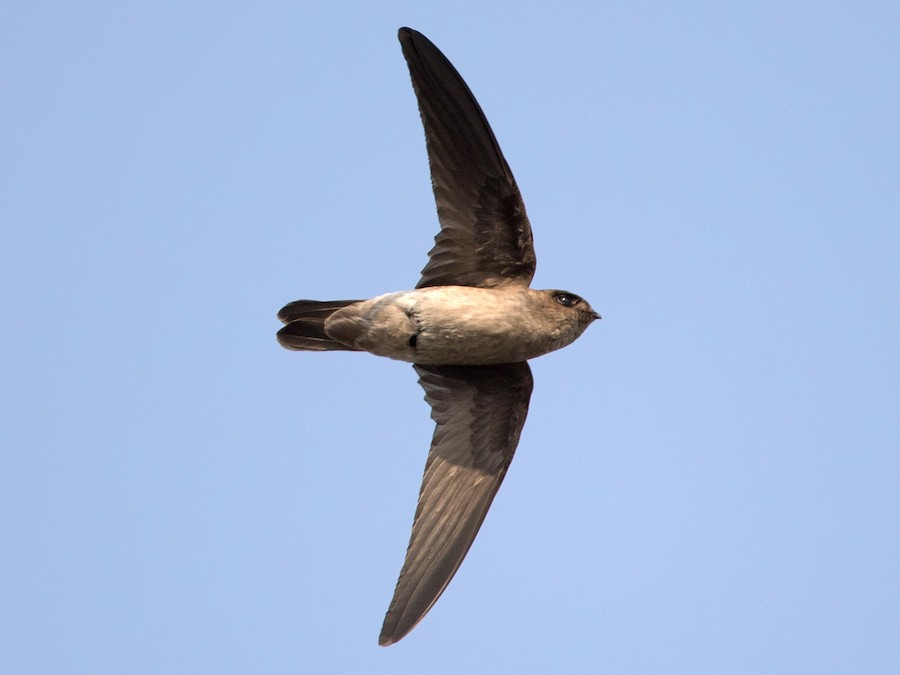 White-nest/Germain's Swiftlet (Edible-nest Swiftlet) - eBird