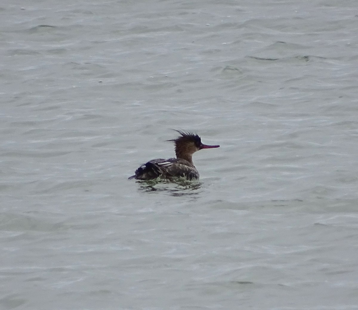 Red-breasted Merganser - Sandra Keller