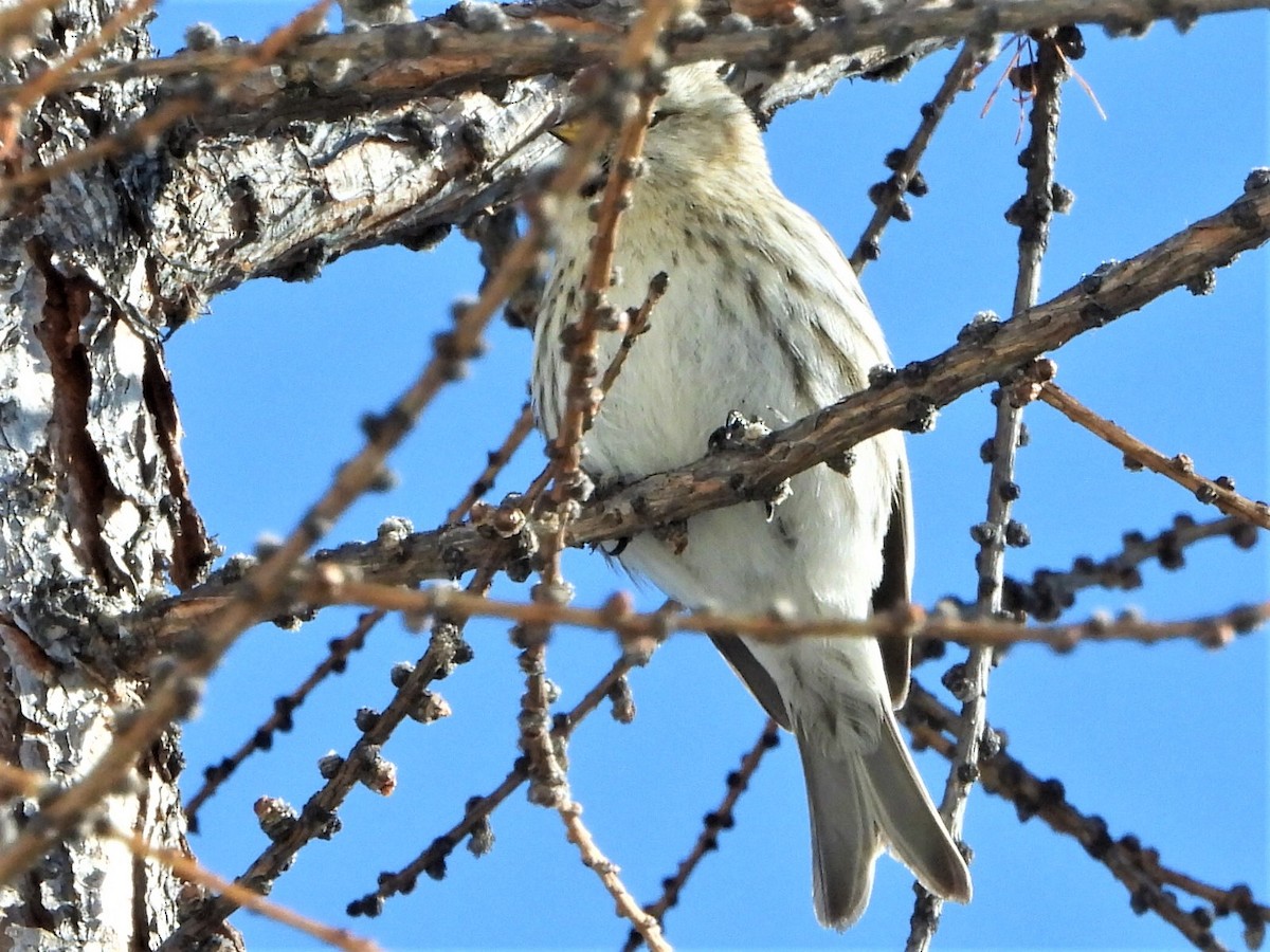 Hoary Redpoll - ML219751681