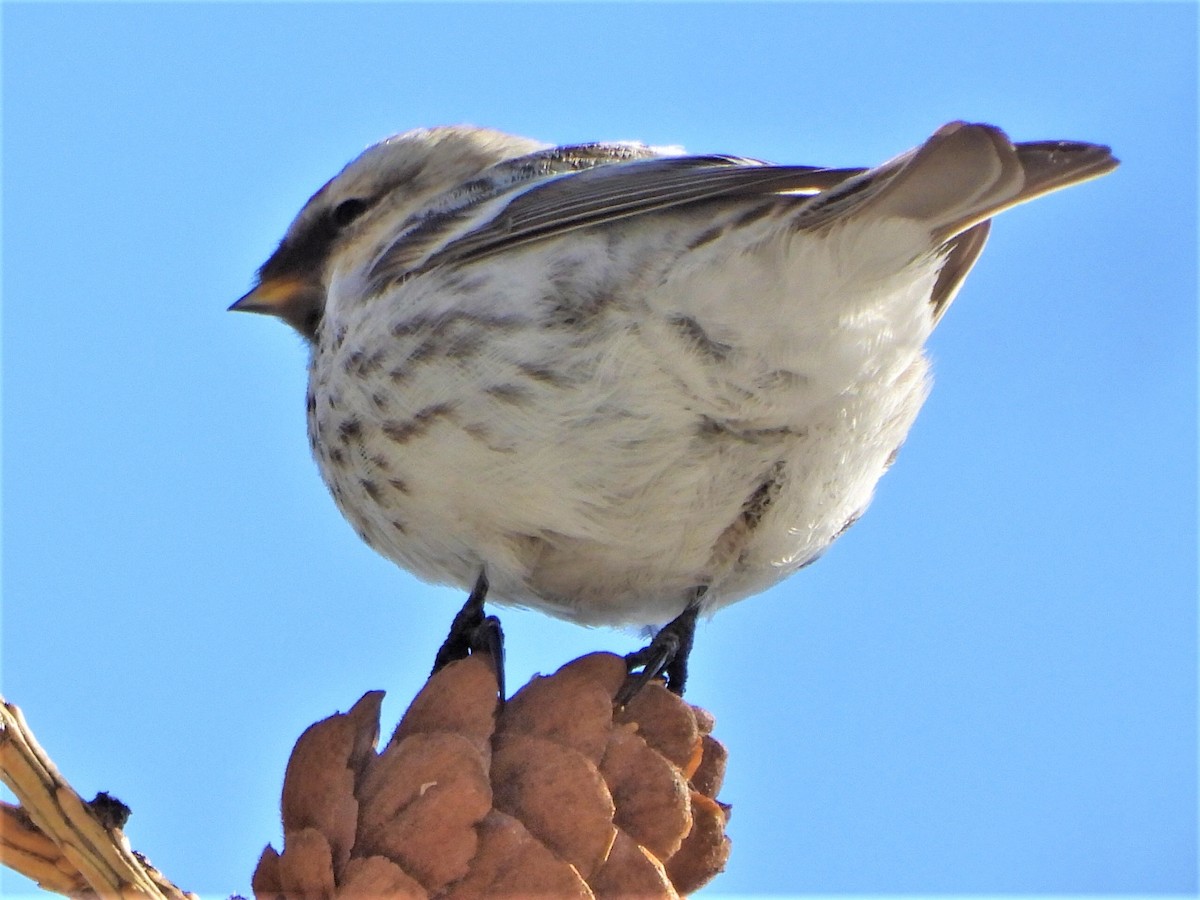 Hoary Redpoll - ML219751701