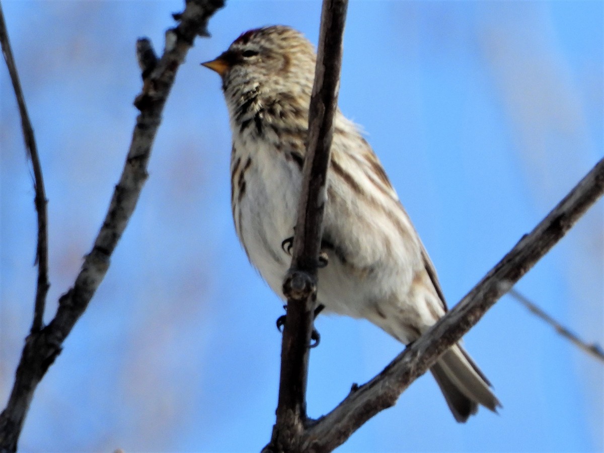 Hoary Redpoll - ML219751711