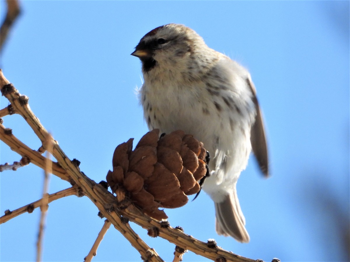 Hoary Redpoll - ML219751741