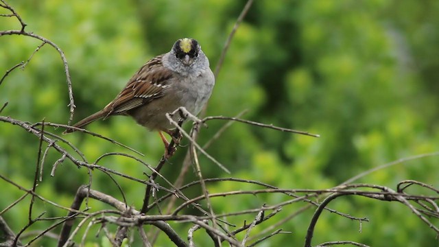 Golden-crowned Sparrow - ML219752091