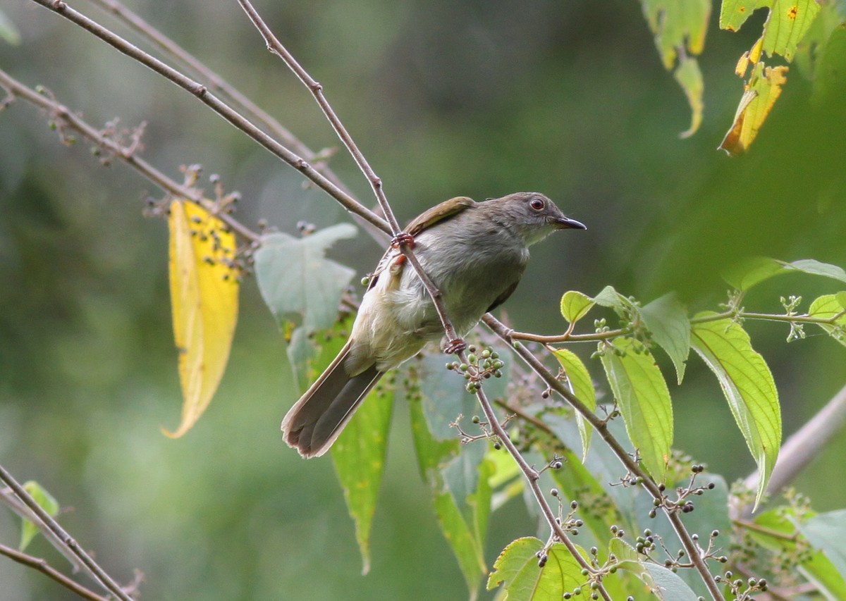 Spectacled Bulbul - ML219753581