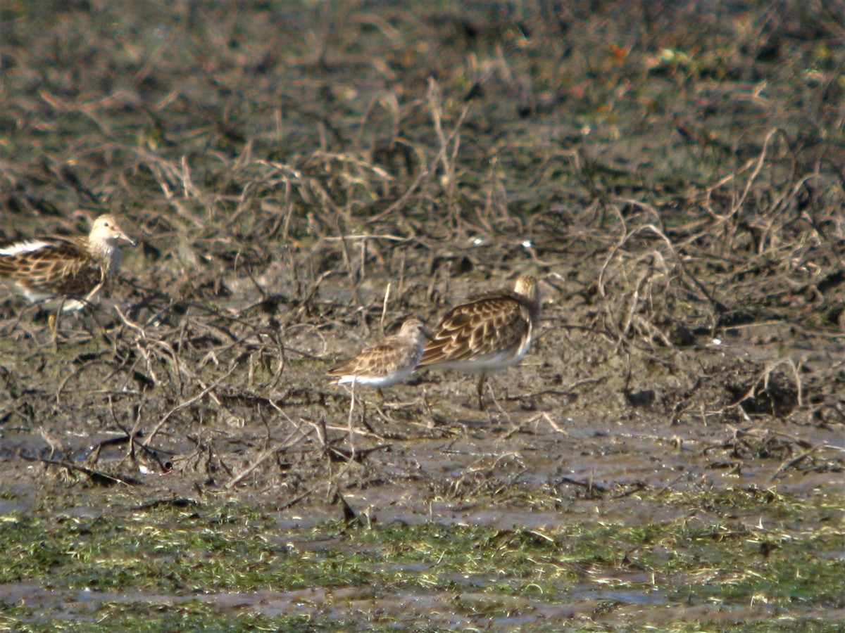 Least Sandpiper - ML219754741