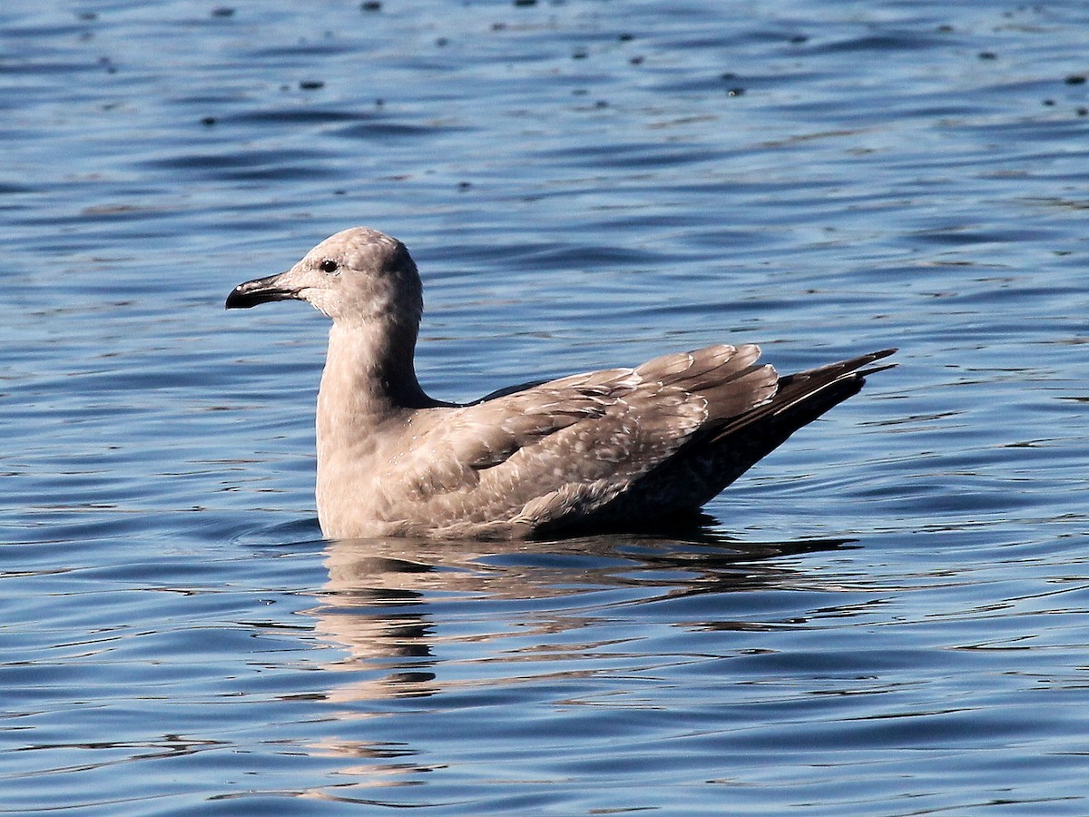 Herring x Glaucous-winged Gull (hybrid) - ML21975501