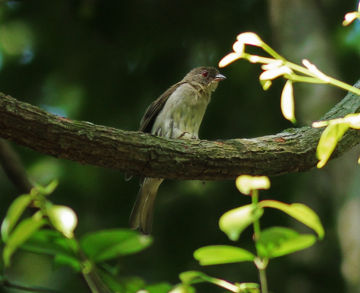 Malaysian Honeyguide - ML219756811