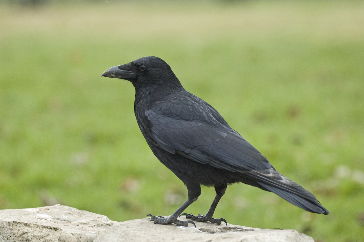 Carrion Crow - Guillermo López Zamora
