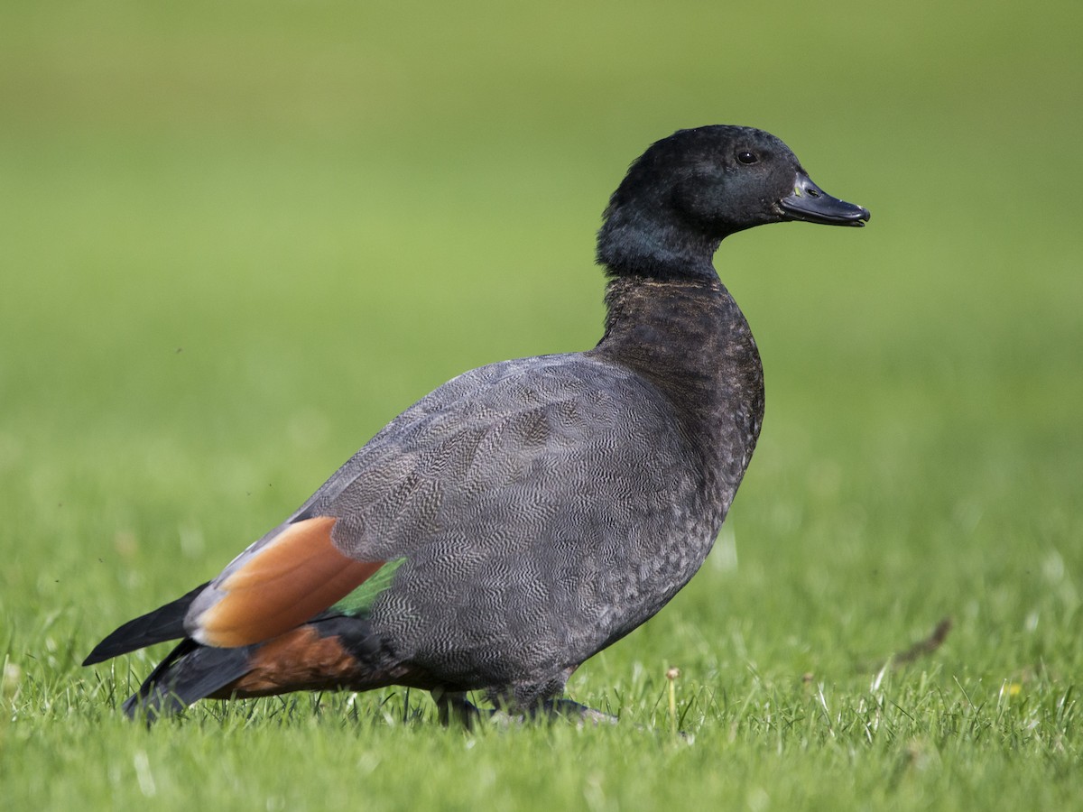 Paradise Shelduck - ML219759381