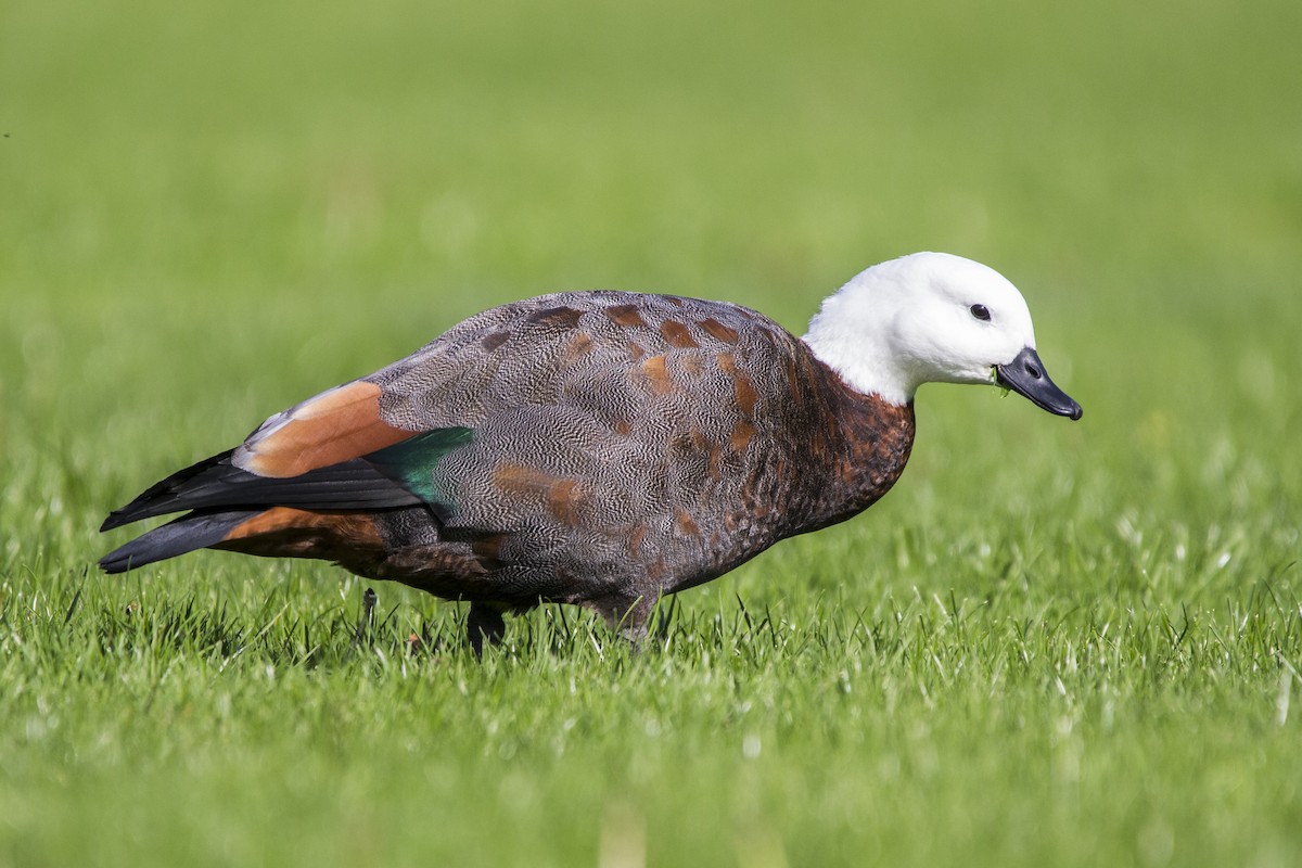 Paradise Shelduck - ML219759391