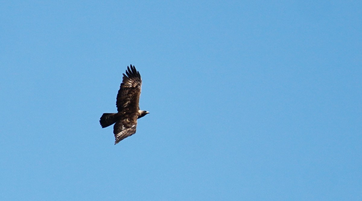 Golden Eagle - Bob Bowers