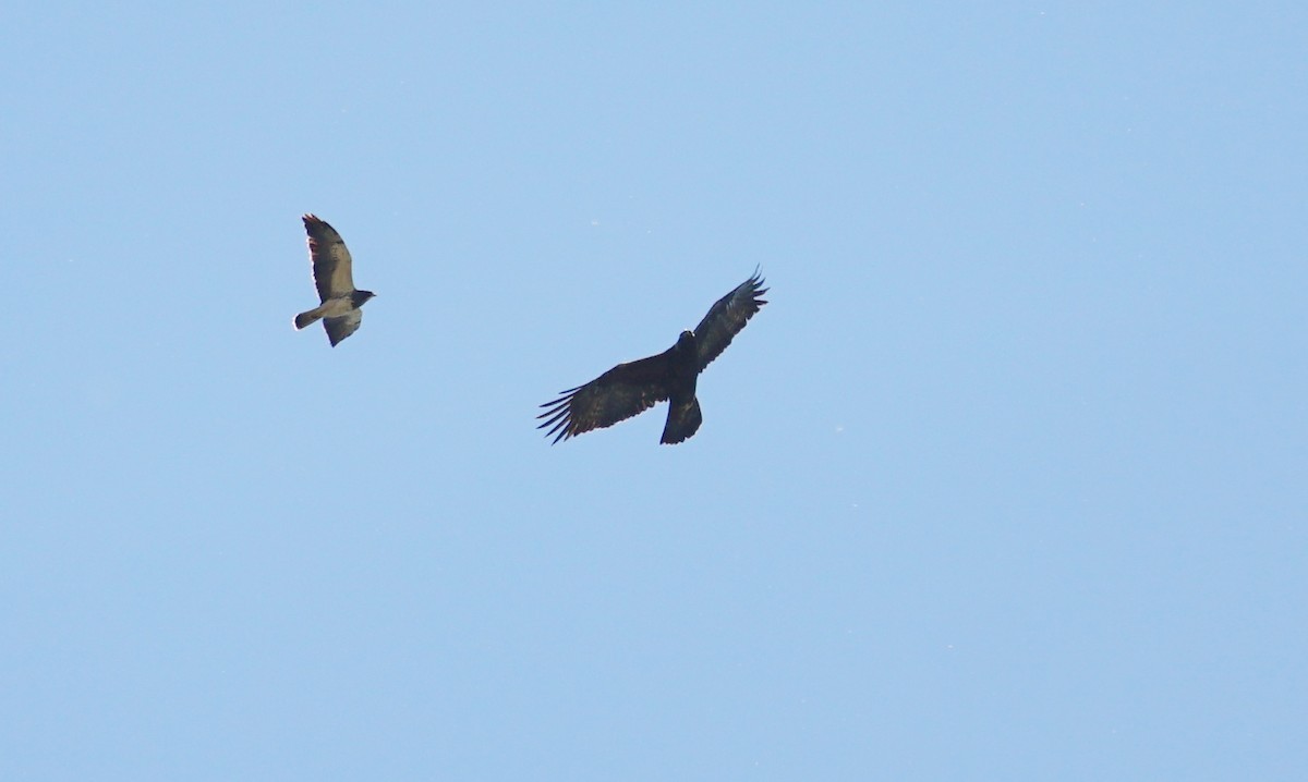 Golden Eagle - Bob Bowers