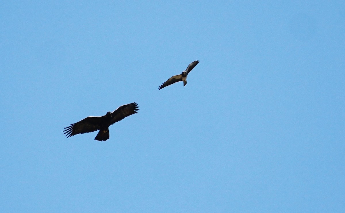 Golden Eagle - Bob Bowers