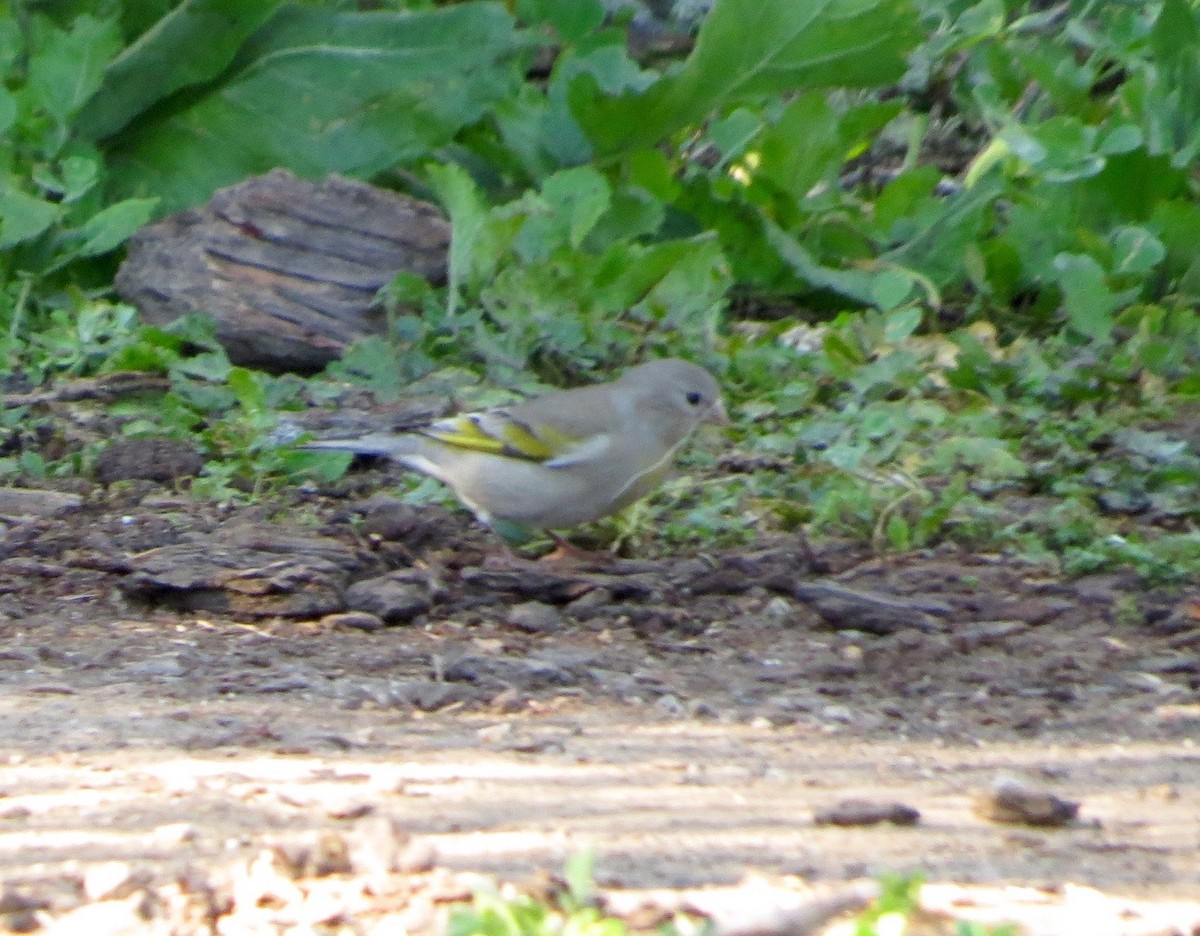 Lawrence's Goldfinch - Petra Clayton