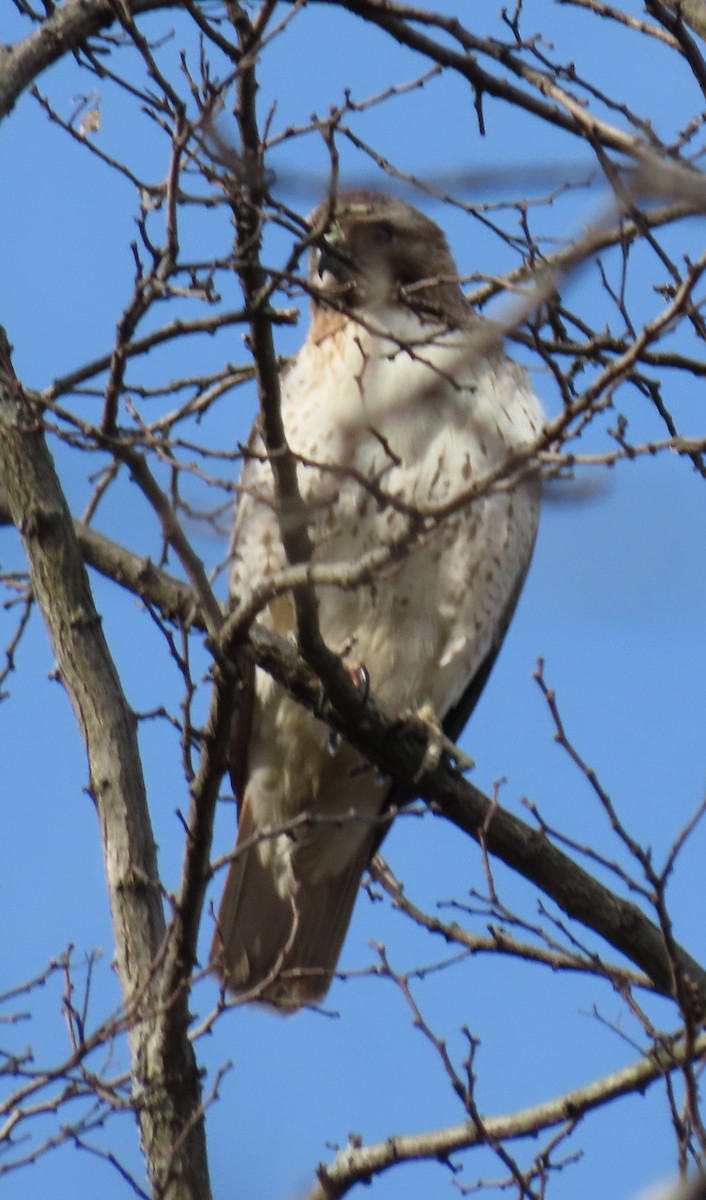 Red-tailed Hawk - ML219762311