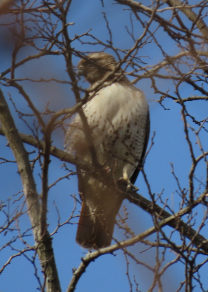 Red-tailed Hawk - ML219762321