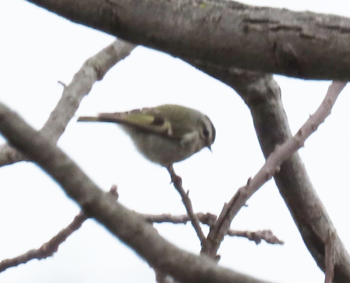 Golden-crowned Kinglet - ML219762371