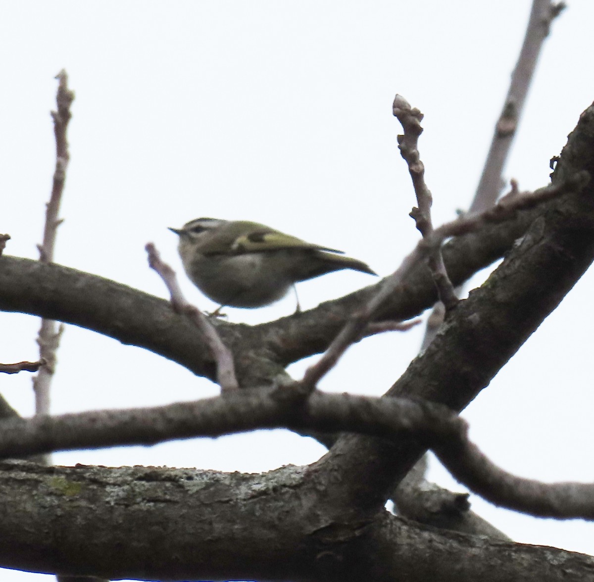 Golden-crowned Kinglet - ML219762381