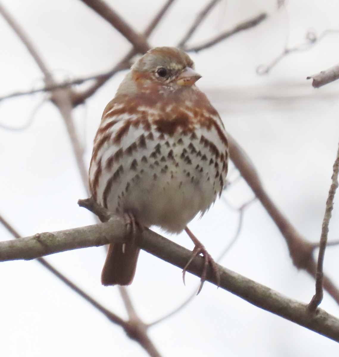 Fox Sparrow - ML219762391