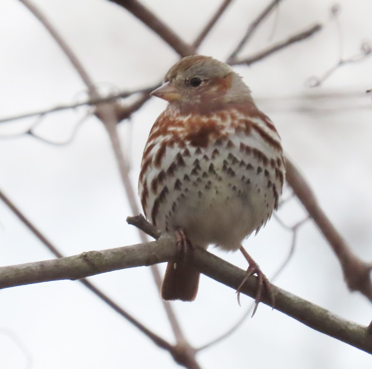 Fox Sparrow - ML219762401