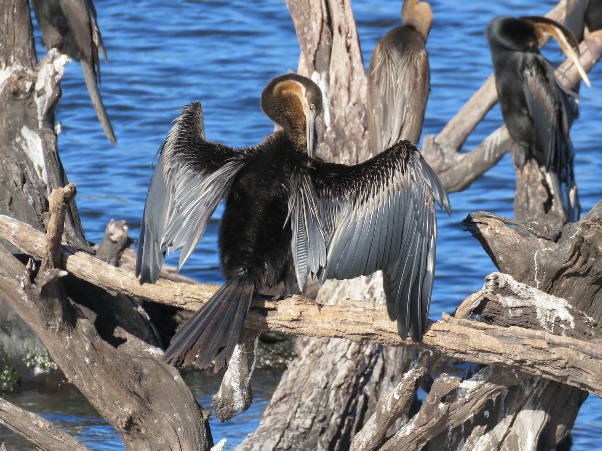 Anhinga Africana - ML219763411