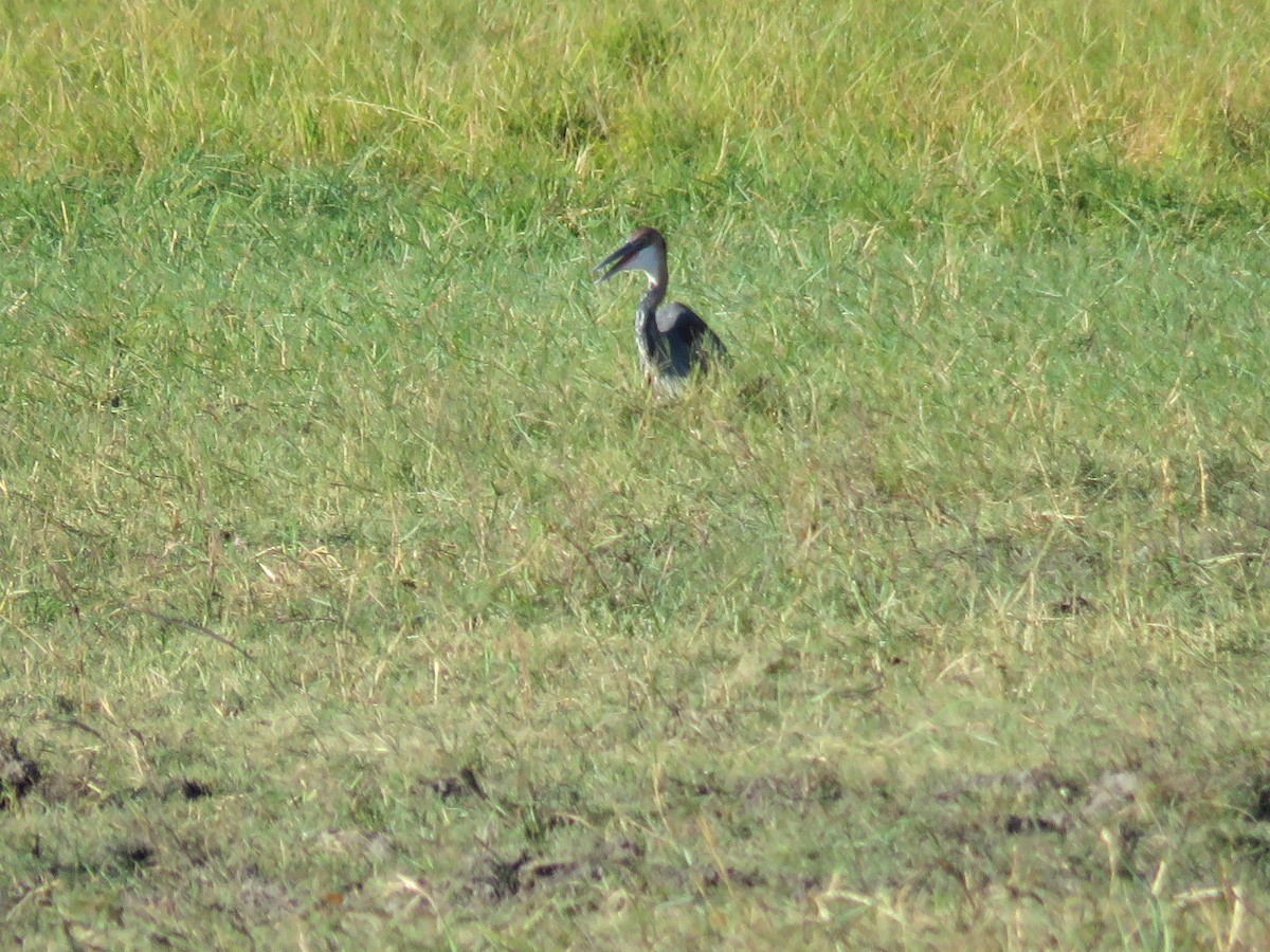 Goliath Heron - ML219763501