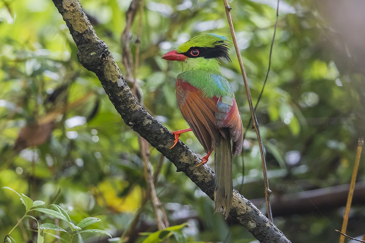 Indochinese Green-Magpie - ML219763821